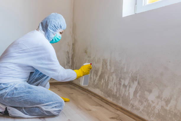 Professional mold removal team in Newberg